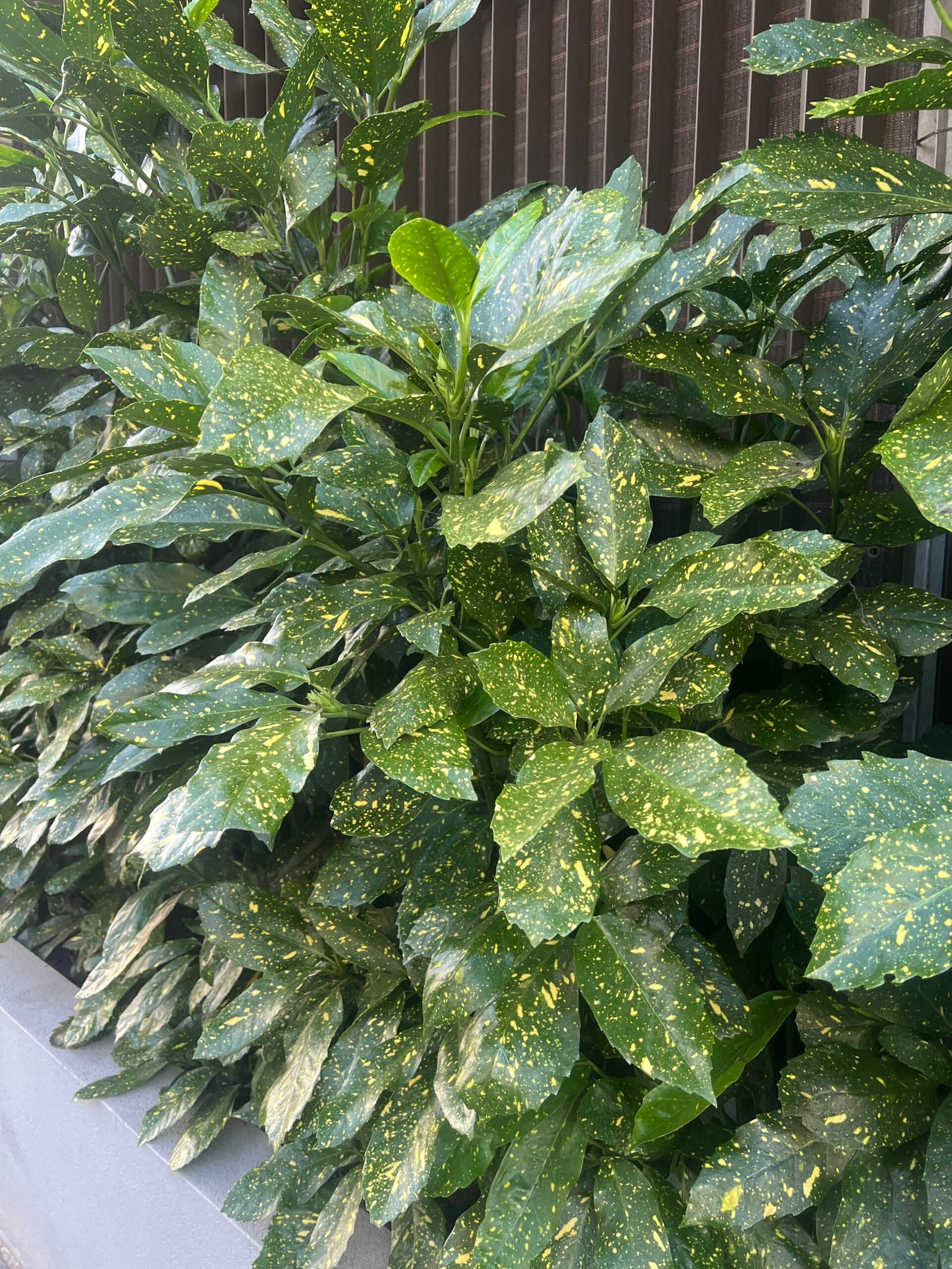 Variegated Japanese Laurel Variegata Gold Dust Plant (Aucuba japonica)