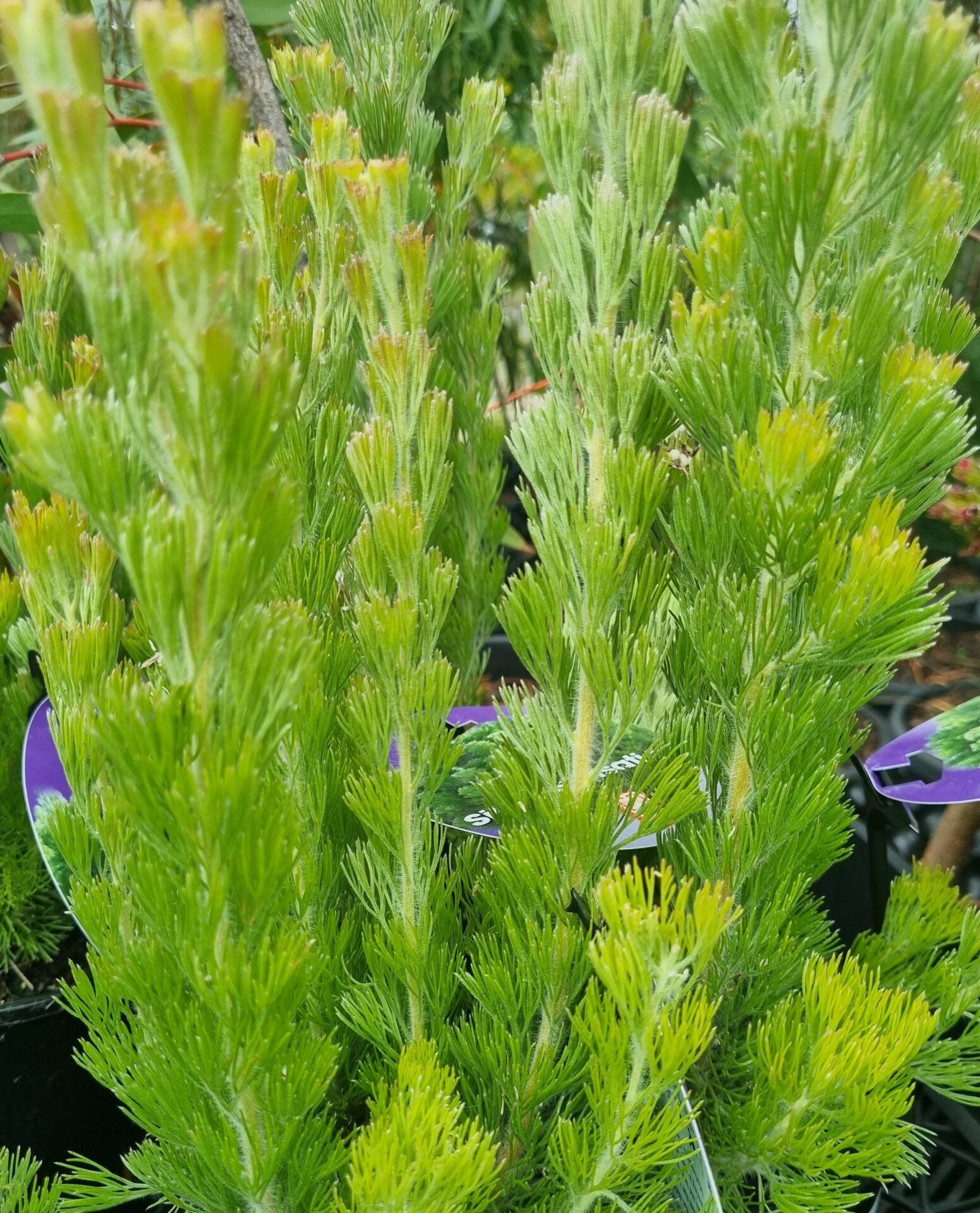Woolly Bush Silver Sensation (Adenanthos sericea) - Ladybird Nursery