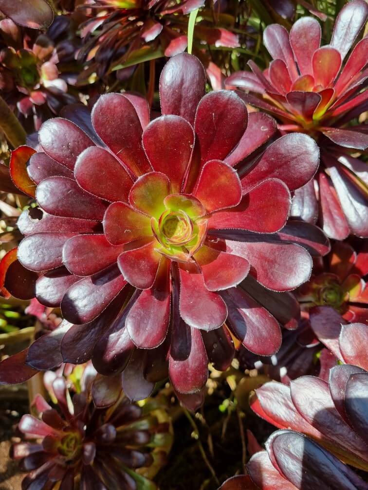 Purple Rose atropurpureum (Aeonium arboreum)