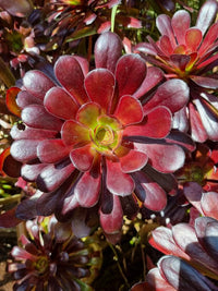 Purple Rose atropurpureum (Aeonium arboreum)