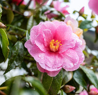 Sasanqua Camellia Plantation Pink (Camellia sasanqua)