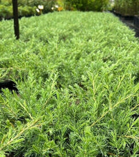 Shore Juniper (Juniperus conferta) - Ladybird Nursery