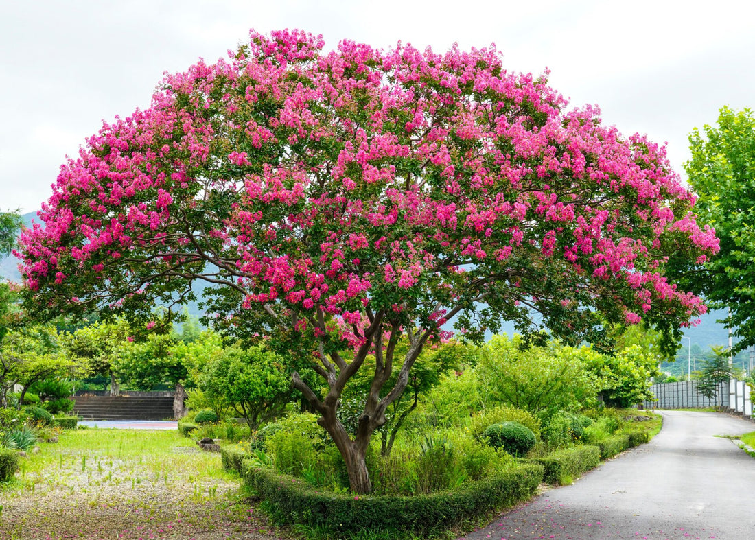 Crepe Myrtle Bush Form x fauriei Hopi (Lagerstroemia indica) - Ladybird Nursery