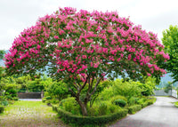 Crepe Myrtle Bush Form x fauriei Hopi (Lagerstroemia indica)