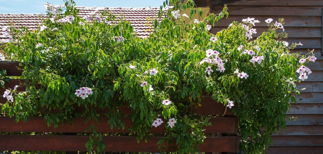 Bower Vine Pink (Pandorea jasminoides) - Ladybird Nursery