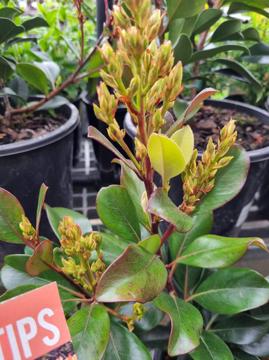 Rhaphiolepis Hot Tips - Ladybird Nursery