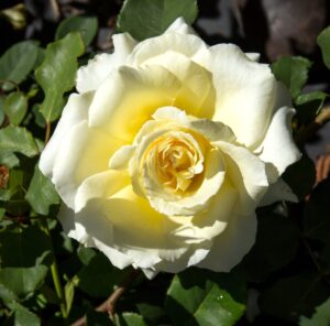Rose Queen Adelaide 2 ft Standards (Rosa)