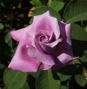 Rose Fragrant Plum 2 ft Standards (Rosa) - Ladybird Nursery