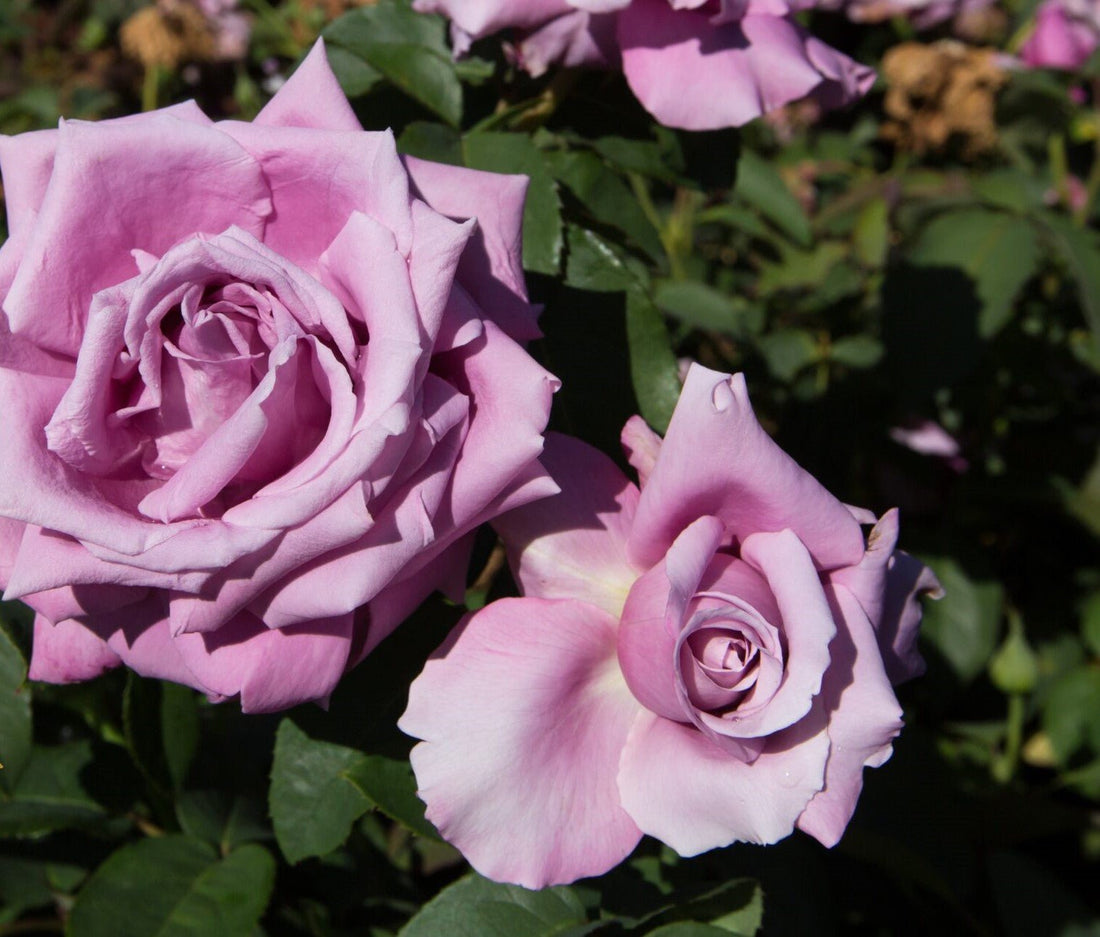 Rose Fragrant Plum 2 ft Standards (Rosa) - Ladybird Nursery