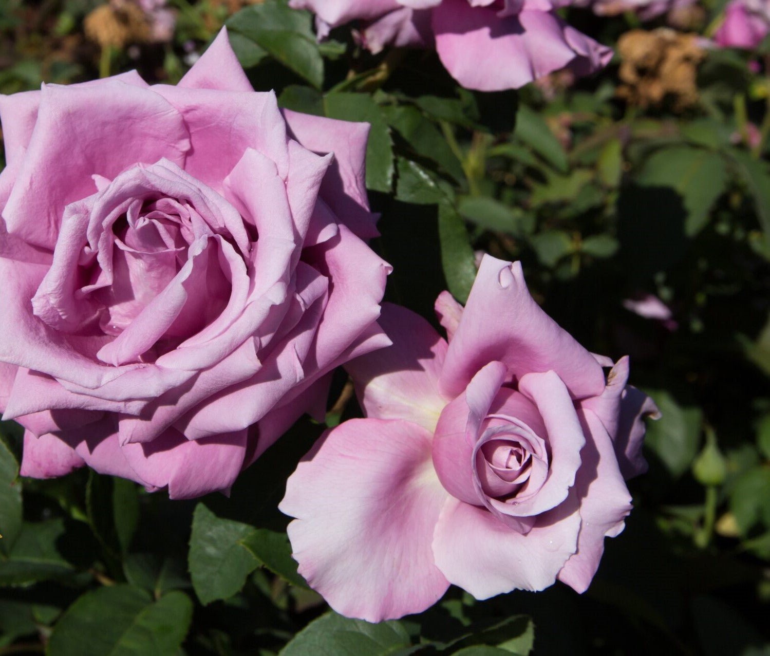 Rose Fragrant Plum 2 ft Standards (Rosa) - Ladybird Nursery