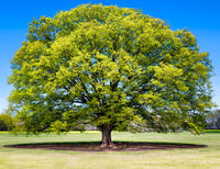 Japanese Elm (Zelkova serrata) - Ladybird Nursery