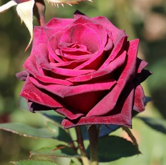 Rose Black Beauty 3 ft Standards (Rosa) - Ladybird Nursery