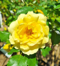 Rose Friesia 2 ft Standards (Rosa) - Ladybird Nursery