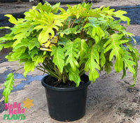 Philodendron Gold Bullion