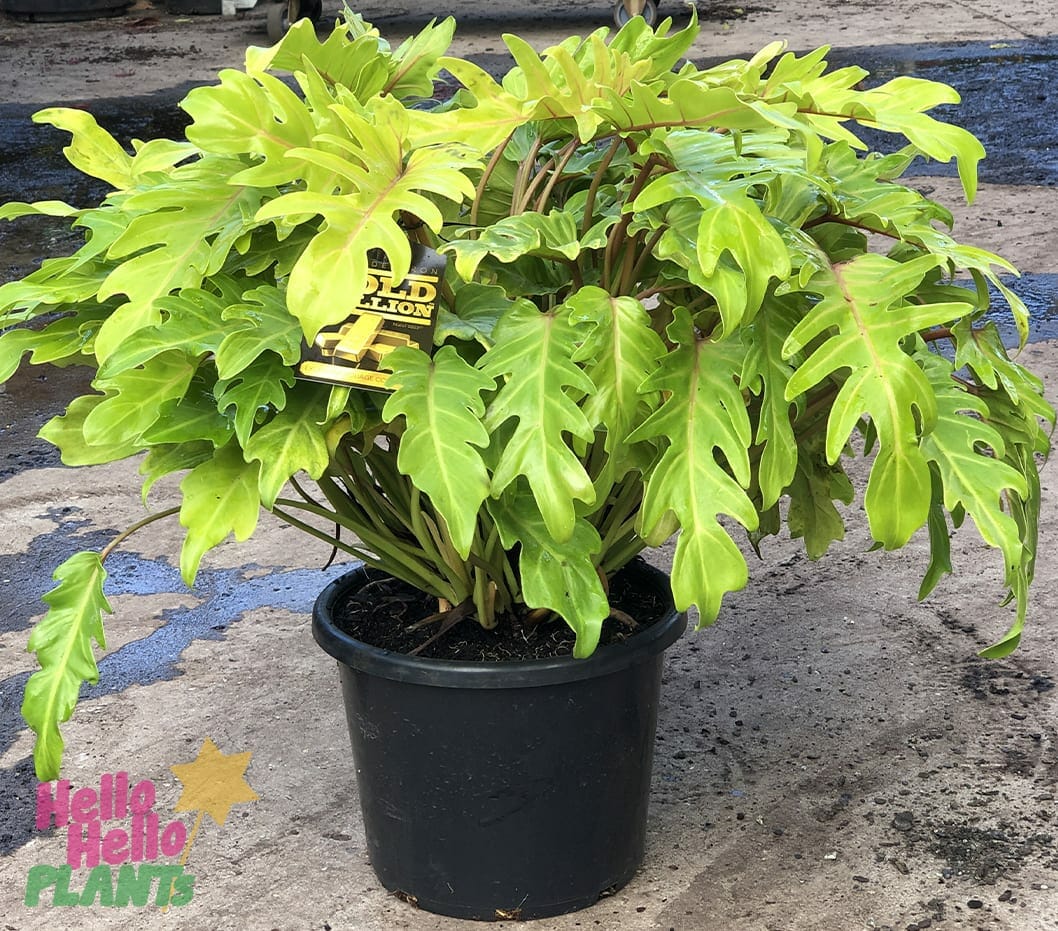 Philodendron Gold Bullion - Ladybird Nursery