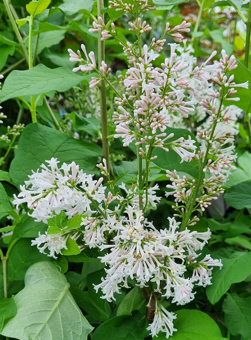 Wolf's Lilac (Syringa wolfii)