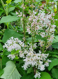 Wolf's Lilac (Syringa wolfii)
