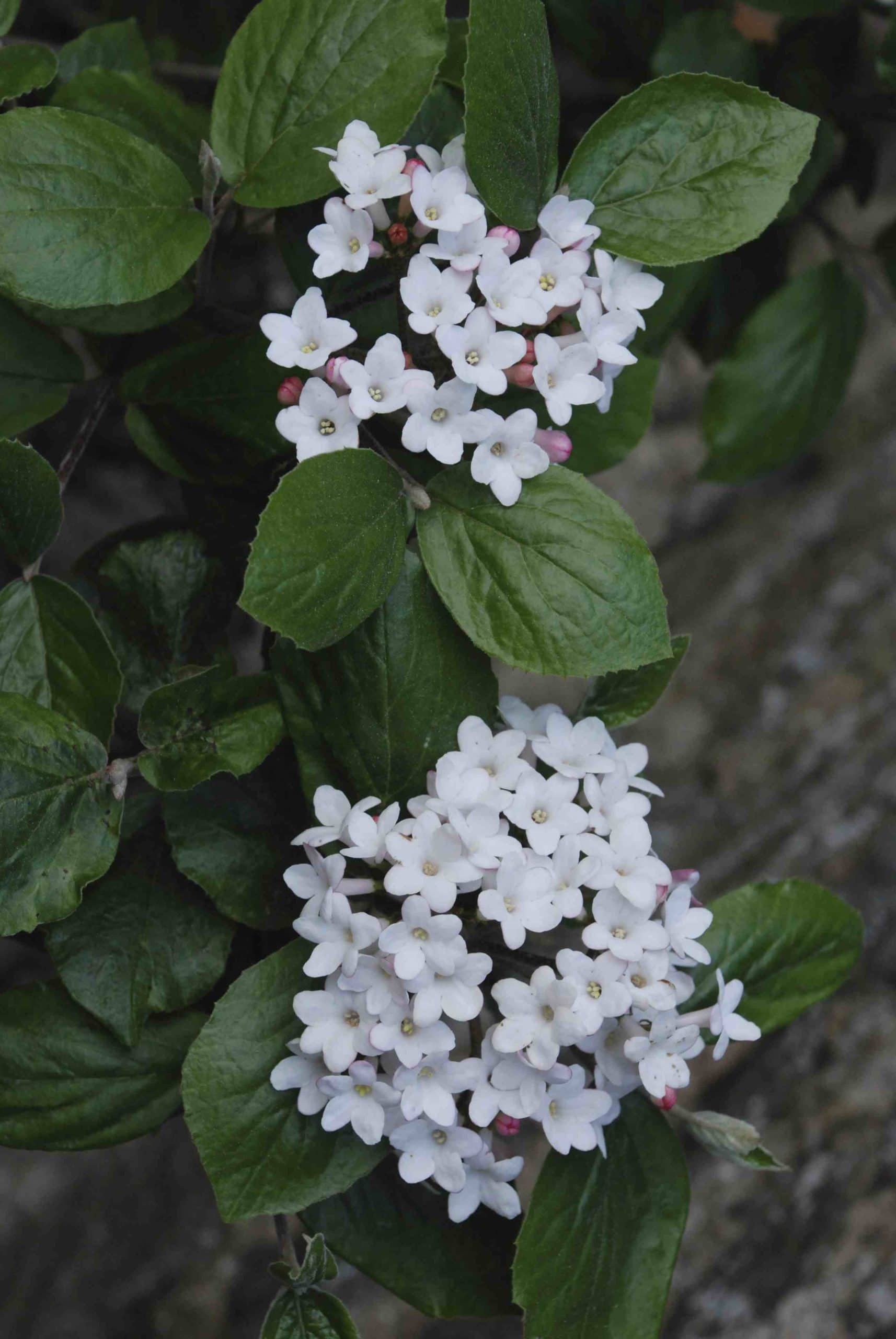 Burkwood Viburnum burkwoodii Anne Russell (Viburnum x)