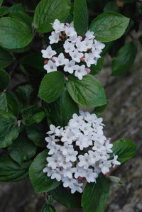 Burkwood Viburnum burkwoodii Anne Russell (Viburnum x)