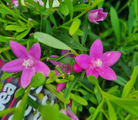 Coopers Classic x saligna (Crowea exalata) - Ladybird Nursery