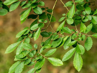 Chinese Elm (Ulmus parvifolia) - Ladybird Nursery