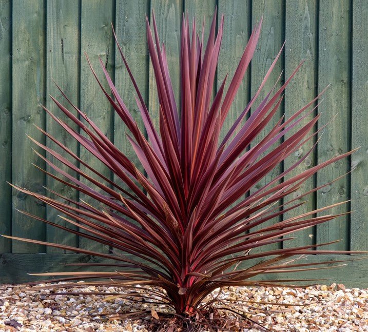 Cordyline (Cordyline Pocahontas) - Ladybird Nursery