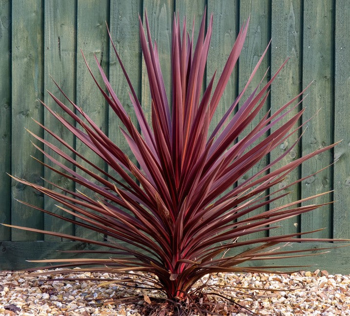 Cordyline (Cordyline Pocahontas)