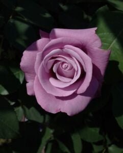 Rose Fragrant Plum 2 ft Standards (Rosa) - Ladybird Nursery