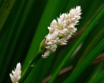 Stream Lily (Helmholtzia glaberrima) - Ladybird Nursery