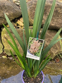 Native Stream Lily (Helmholtzia glaberrima) - Ladybird Nursery