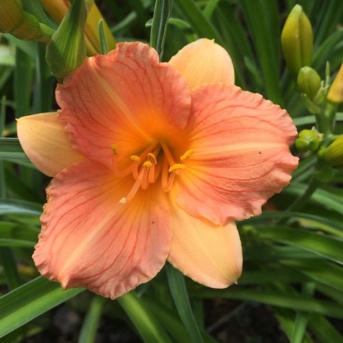 Daylily Stella Tangerine (Hemerocallis ) - Ladybird Nursery
