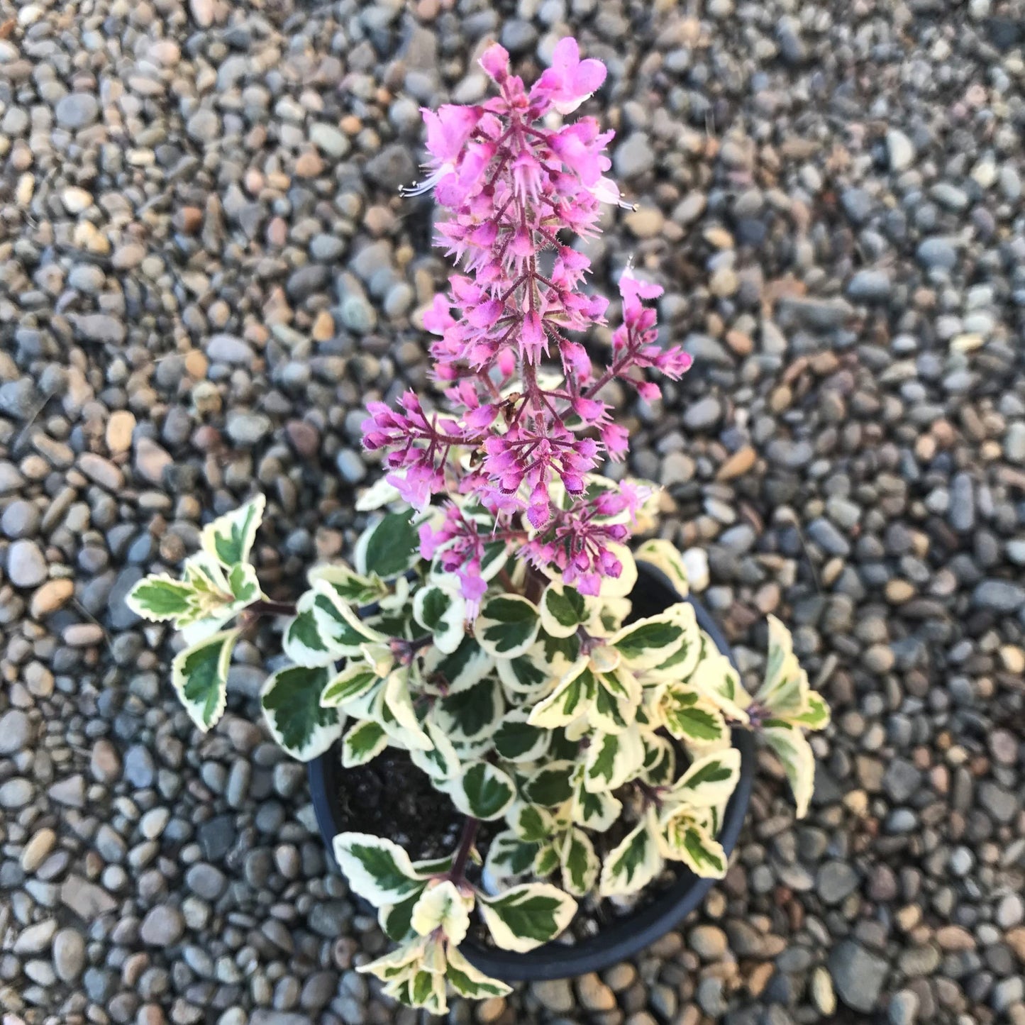 Hemizygia Candy Kisses (Hemizygia )