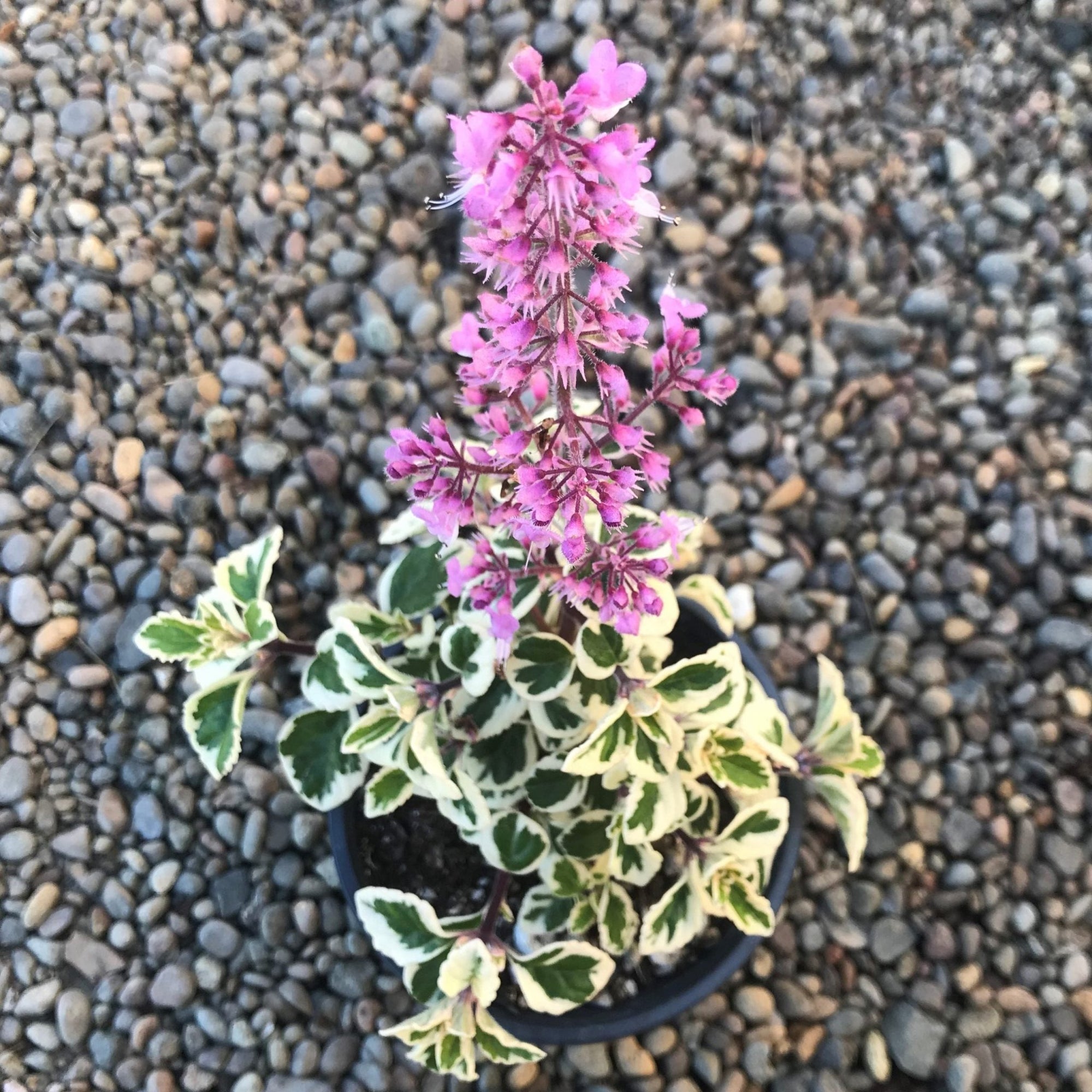 Hemizygia Candy Kisses (Hemizygia ) variegated - Ladybird Nursery