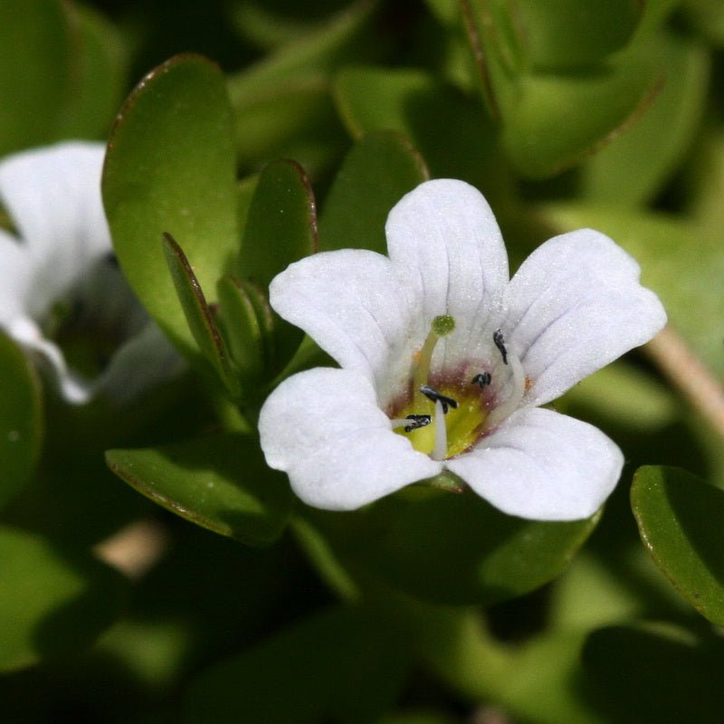 Herb of Grace (Bacopa monnieri) - Ladybird Nursery