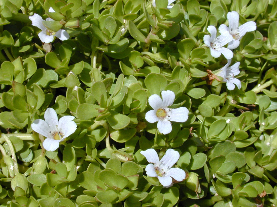 Herb of Grace (Bacopa monnieri) - Ladybird Nursery