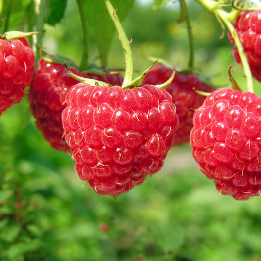 Heritage Raspberry Fruit Plants (rubus idaeus)