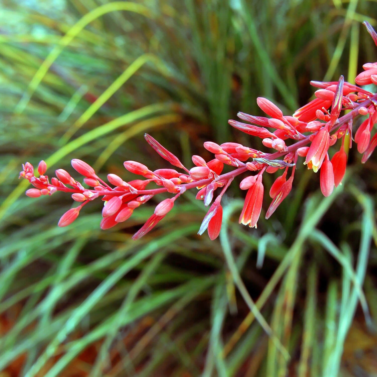 Red Yucca (Hesperaloe parviflora) - Ladybird Nursery