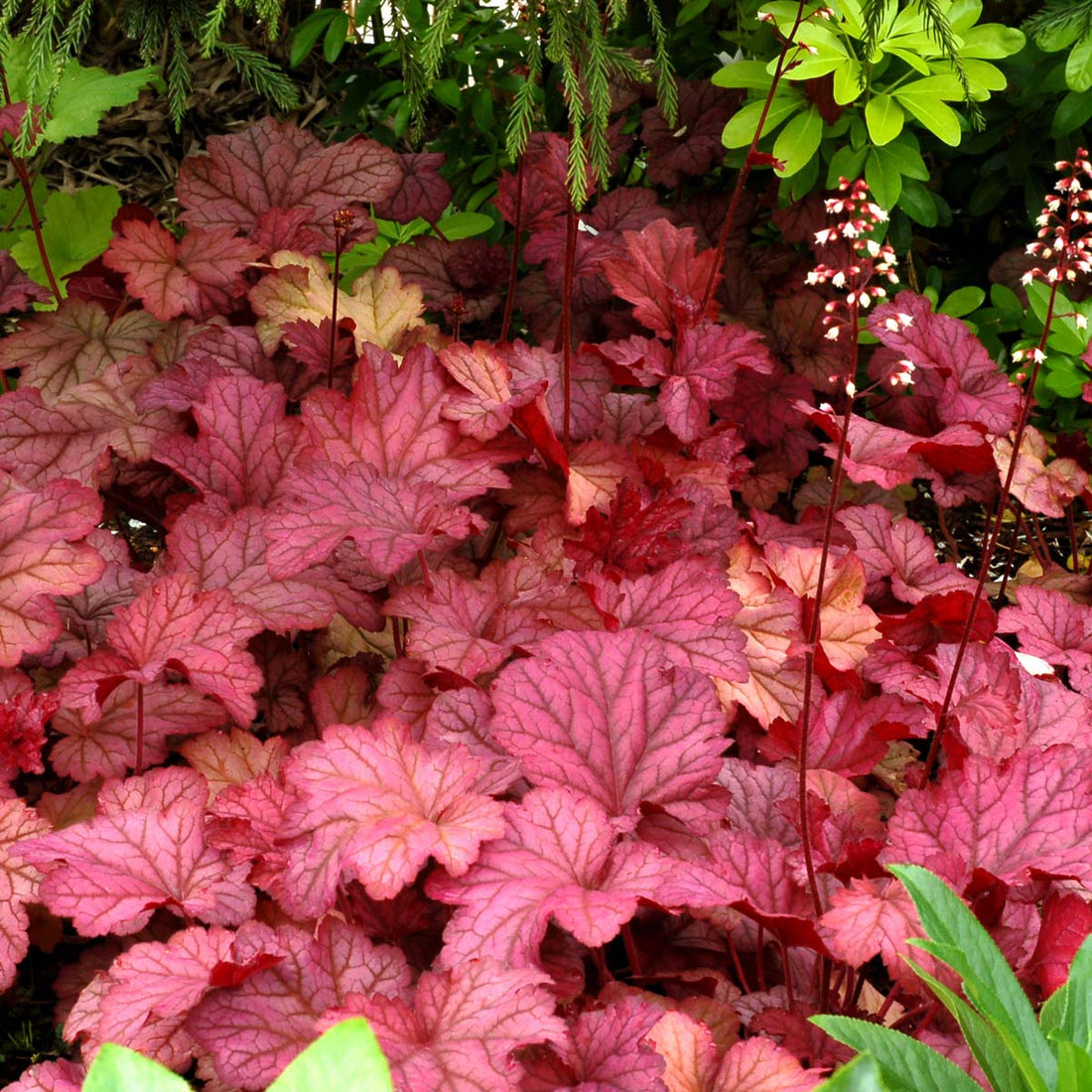 Heuchera 'Berry Smoothie' - Ladybird Nursery
