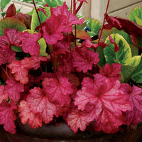 Heuchera 'Berry Smoothie'