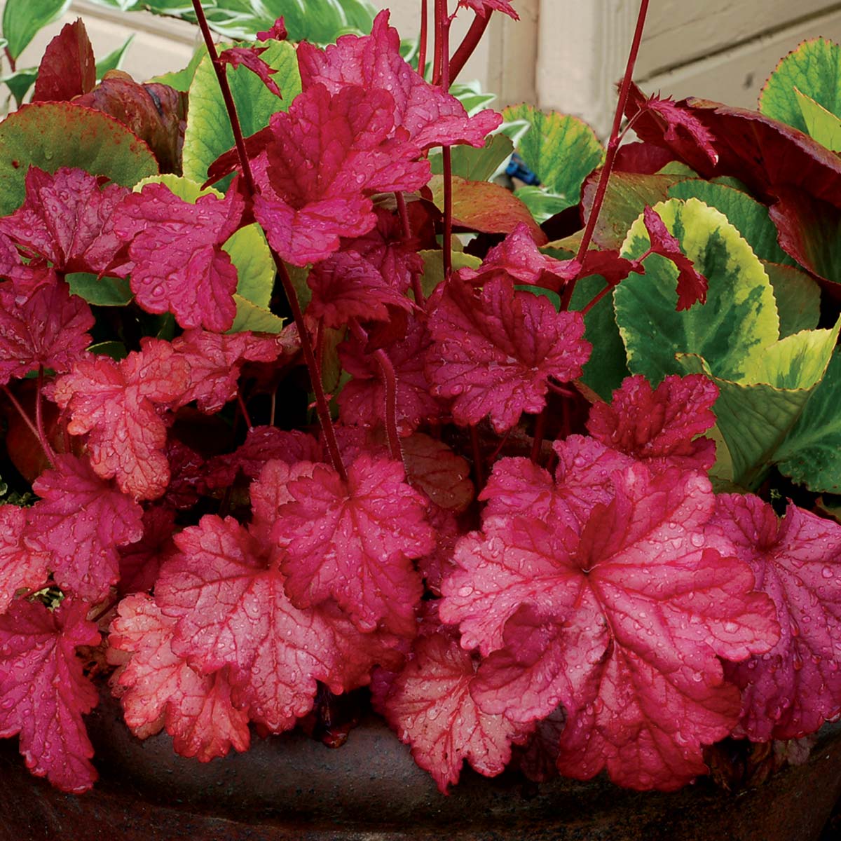 Heuchera 'Berry Smoothie' - Ladybird Nursery