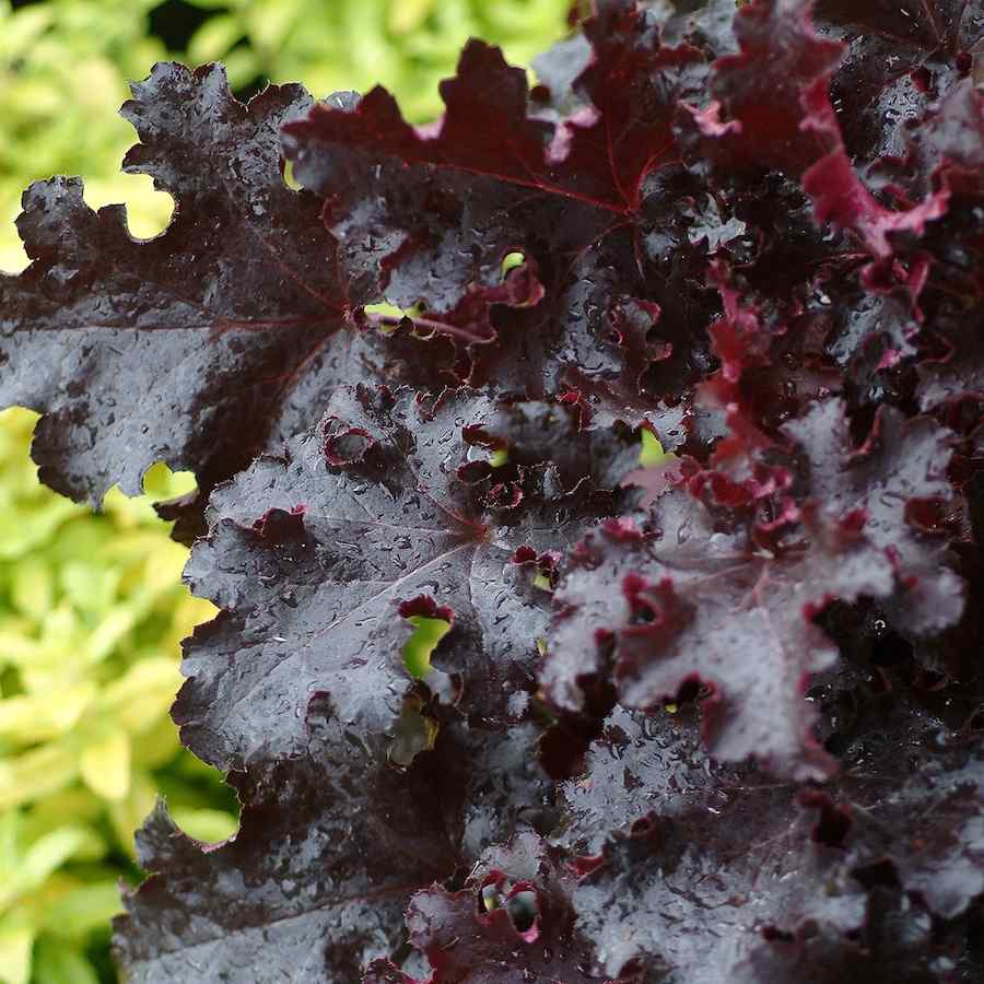 Heuchera Black Taffeta (Heuchera sanguinea) - Ladybird Nursery