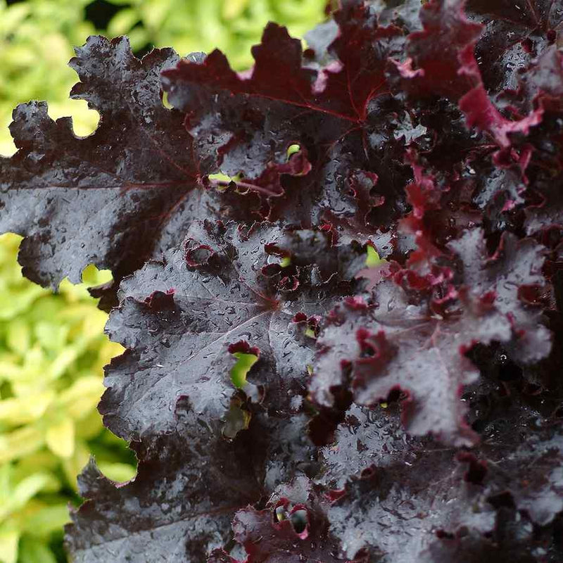 Heuchera Black Taffeta (Heuchera sanguinea)