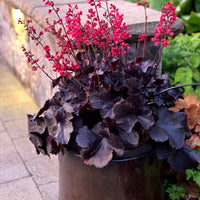 Heuchera 'Black Forest Cake' - Ladybird Nursery