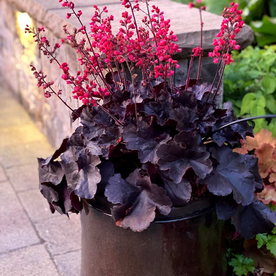 Heuchera 'Black Forest Cake' - Ladybird Nursery