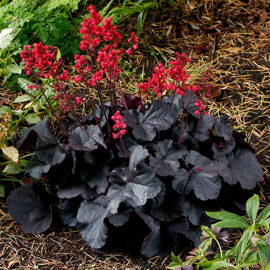 Heuchera 'Black Forest Cake'