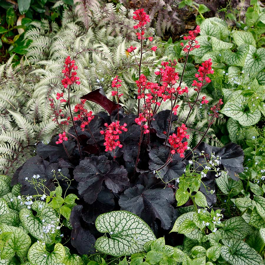 Heuchera 'Black Forest Cake' - Ladybird Nursery