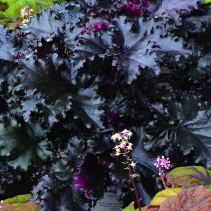 Heuchera Black Taffeta - Ladybird Nursery