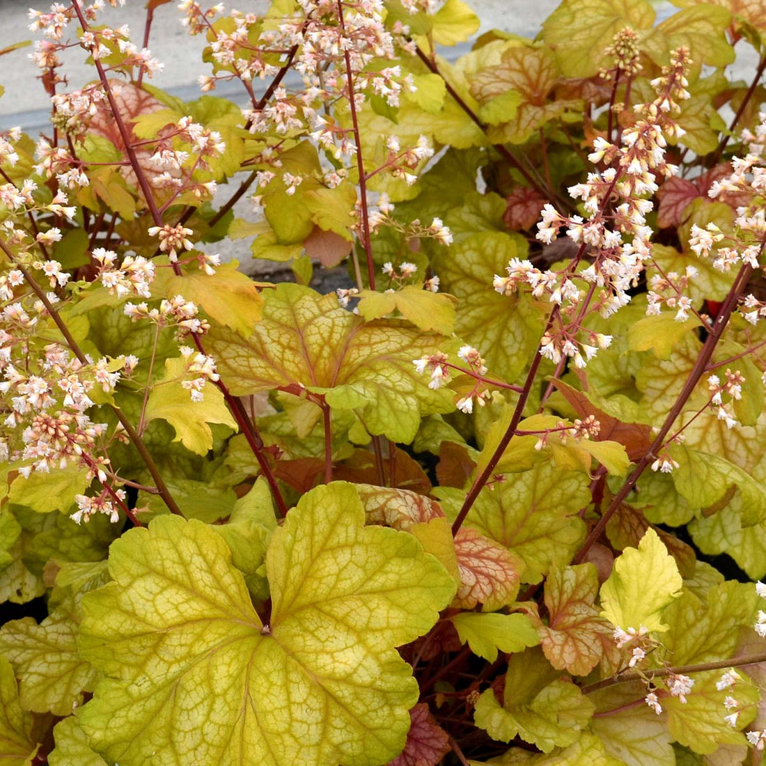 Heuchera Champagne - Ladybird Nursery