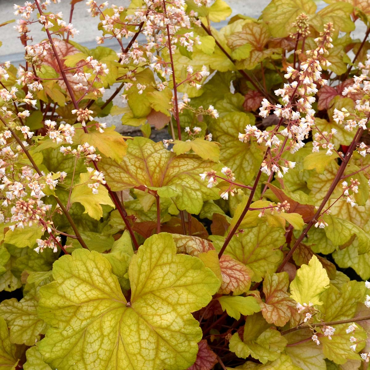 Heuchera Champagne - Ladybird Nursery