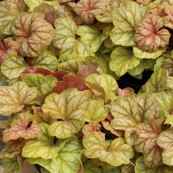 Heuchera Champagne - Ladybird Nursery